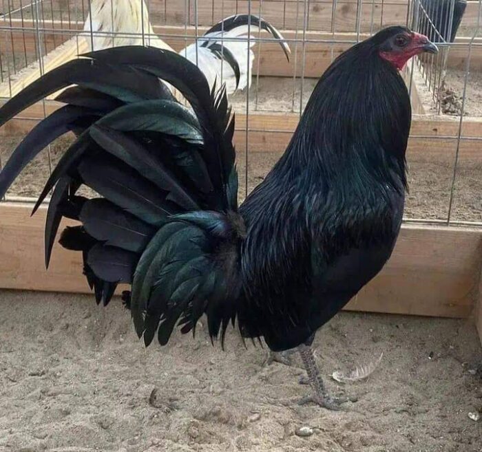 Black Mclean Rooster