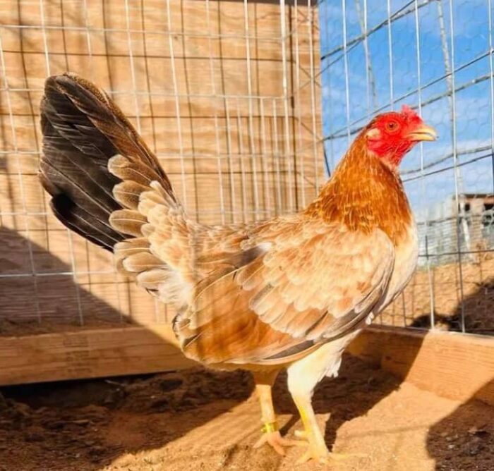 Yellow Leg Hatch