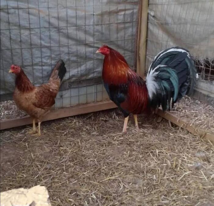 Roundhead Pair